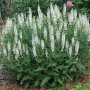 Šalavijas gojinis (Salvia nemorosa)  'Salute White'